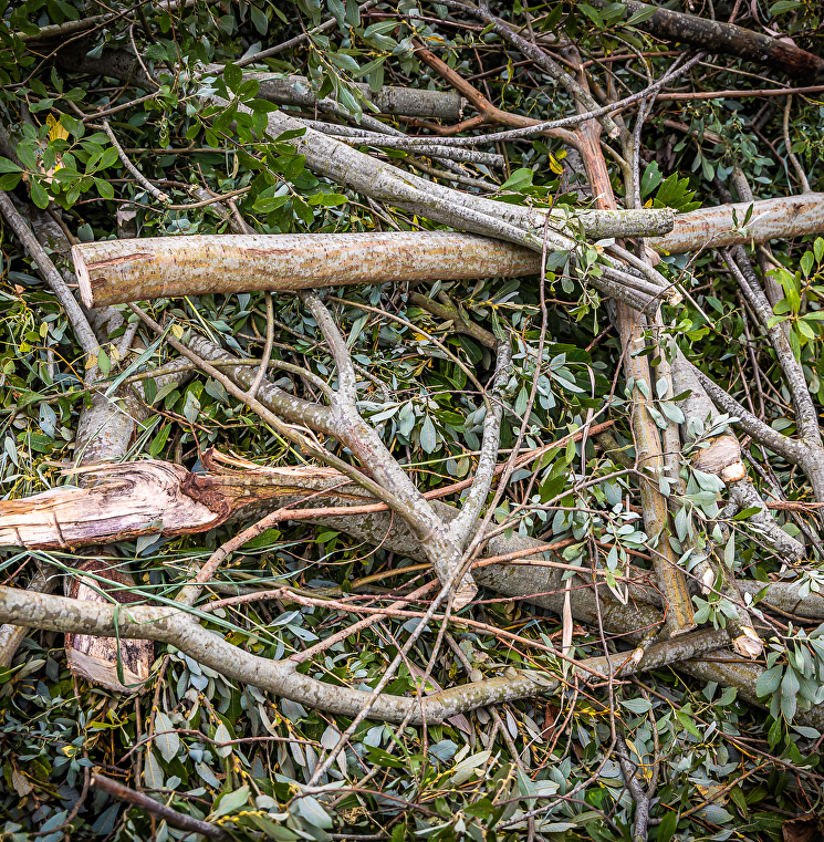 Bomen snoeien en rooien