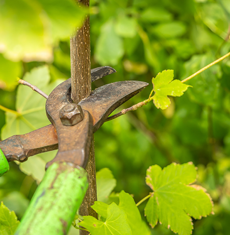 Waarom snoeien zo belangrijk is