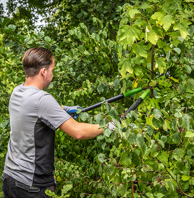 Wat is verjongingssnoei?