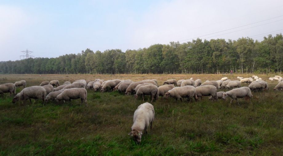 Begrazing