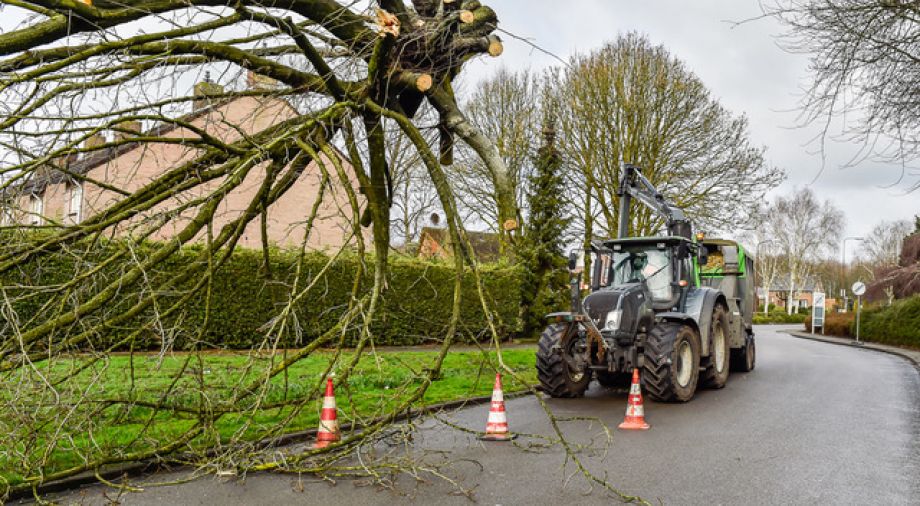 Vleugelnoot kappen